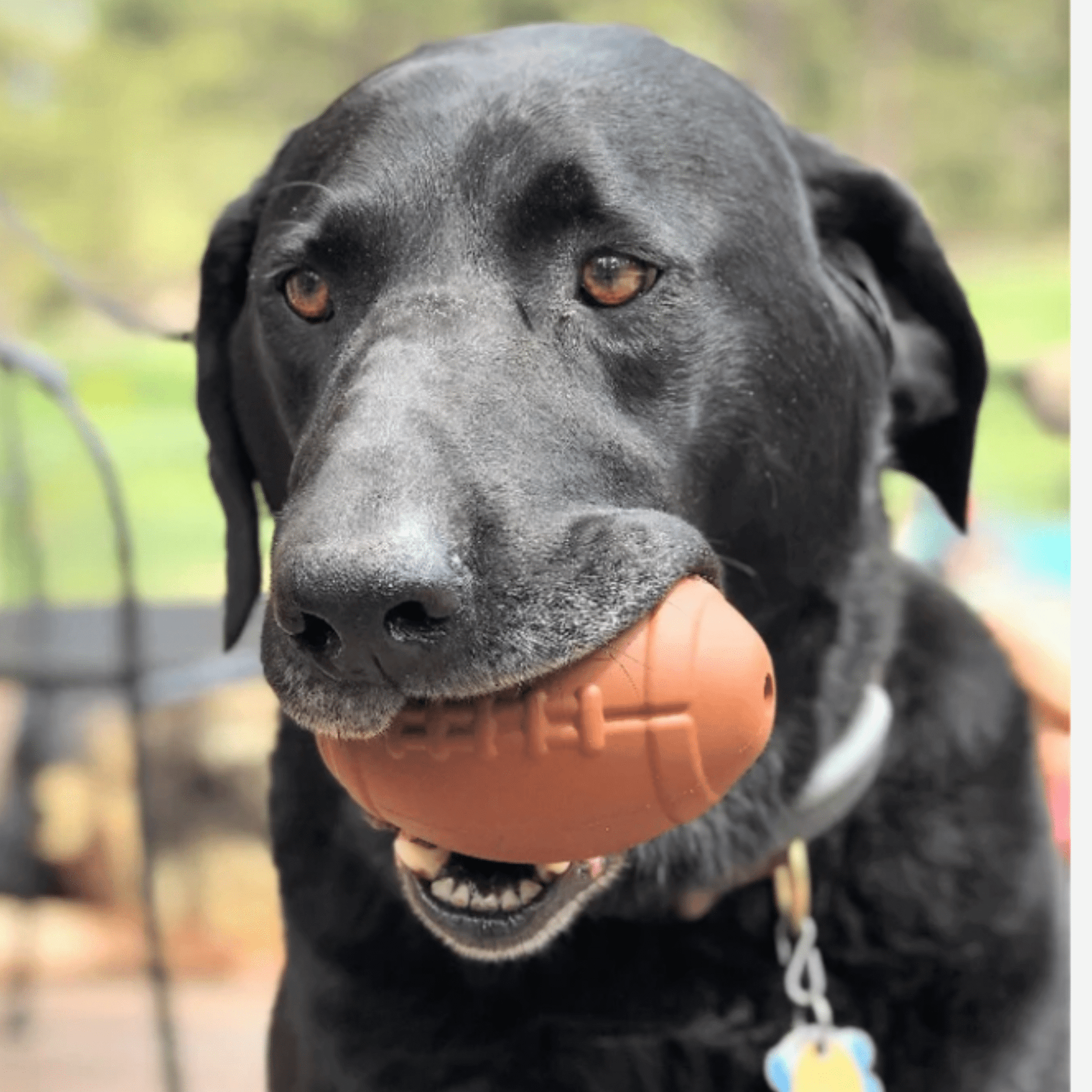 Black dog holding a brown ball in its mouth with a blurred outdoor background