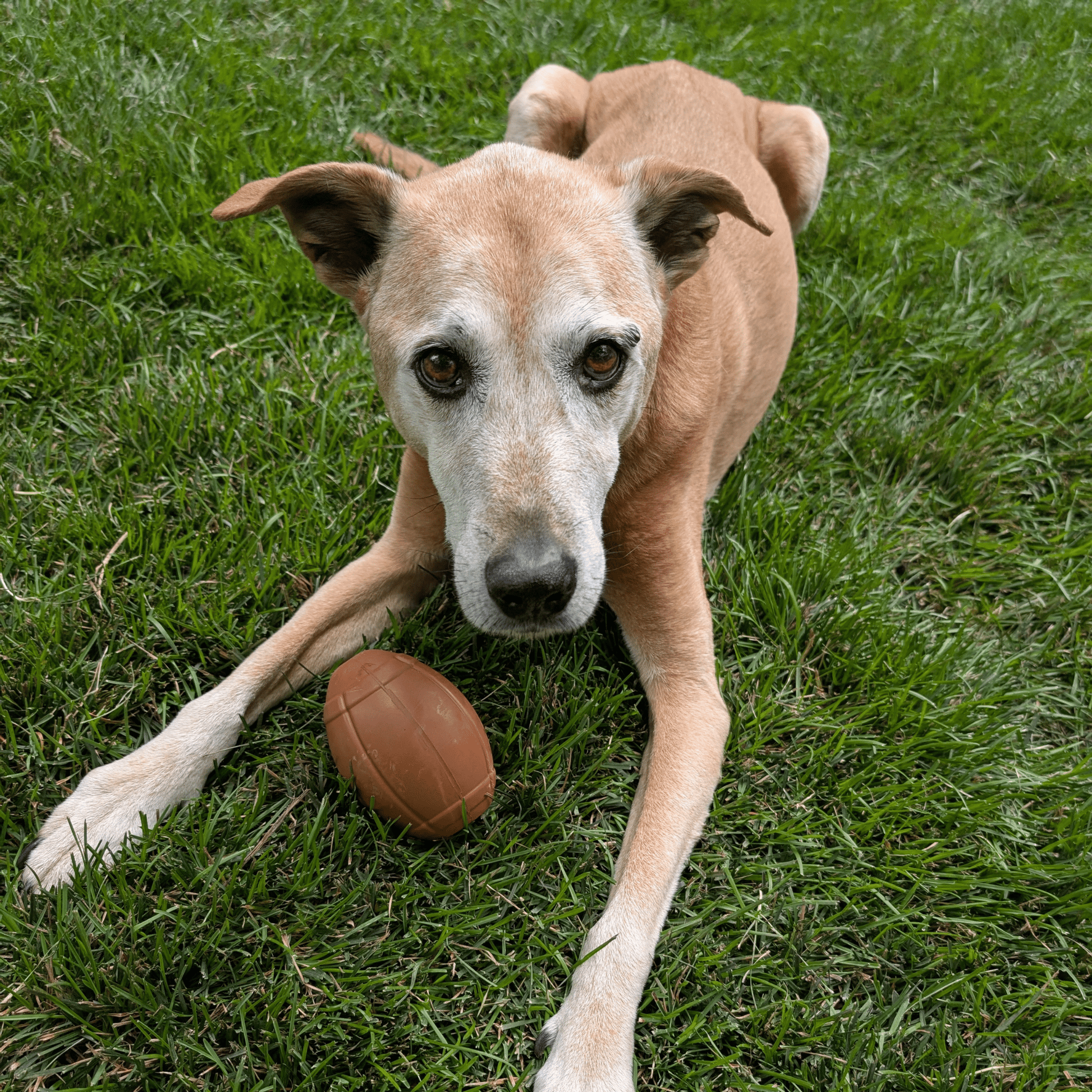 Dog lying on grass with a football next to it