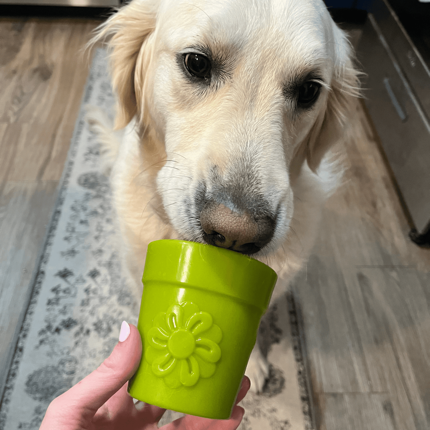 SodaPup Dog Treat Dispenser Toys – Dog Treat Dispenser Green Flower Pot Dog Licking 2