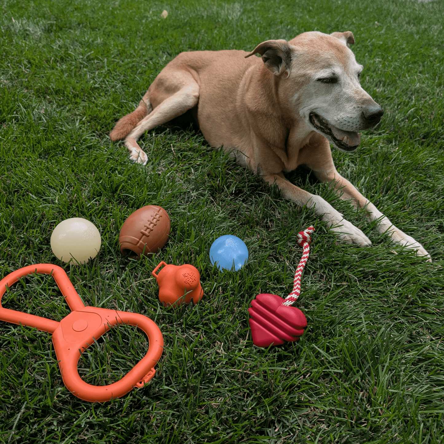 SodaPup Dog Tug Toys – Dog Treat Dispensers Tug Toys and Fetch Balls Dog