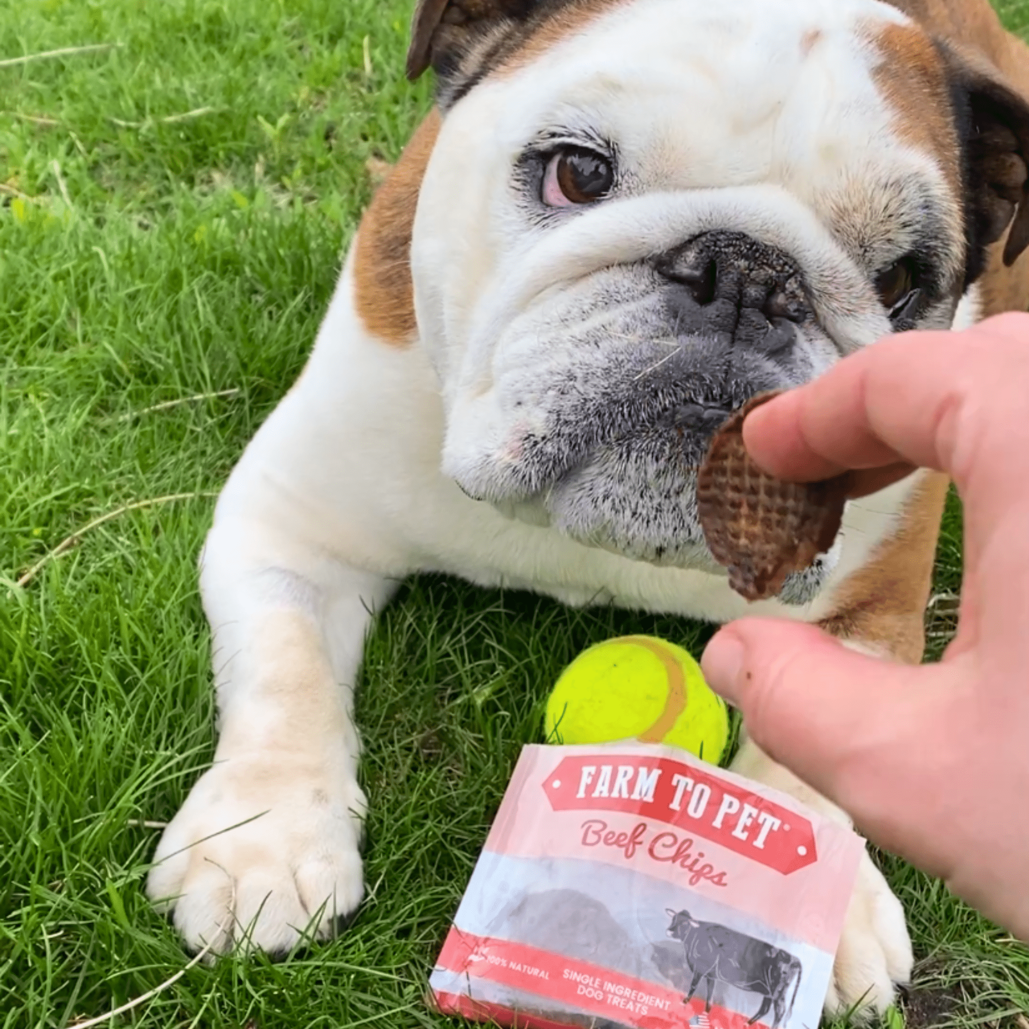 Dog lying on grass with a package of 'Farm to Pet' beef chips and a tennis ball.