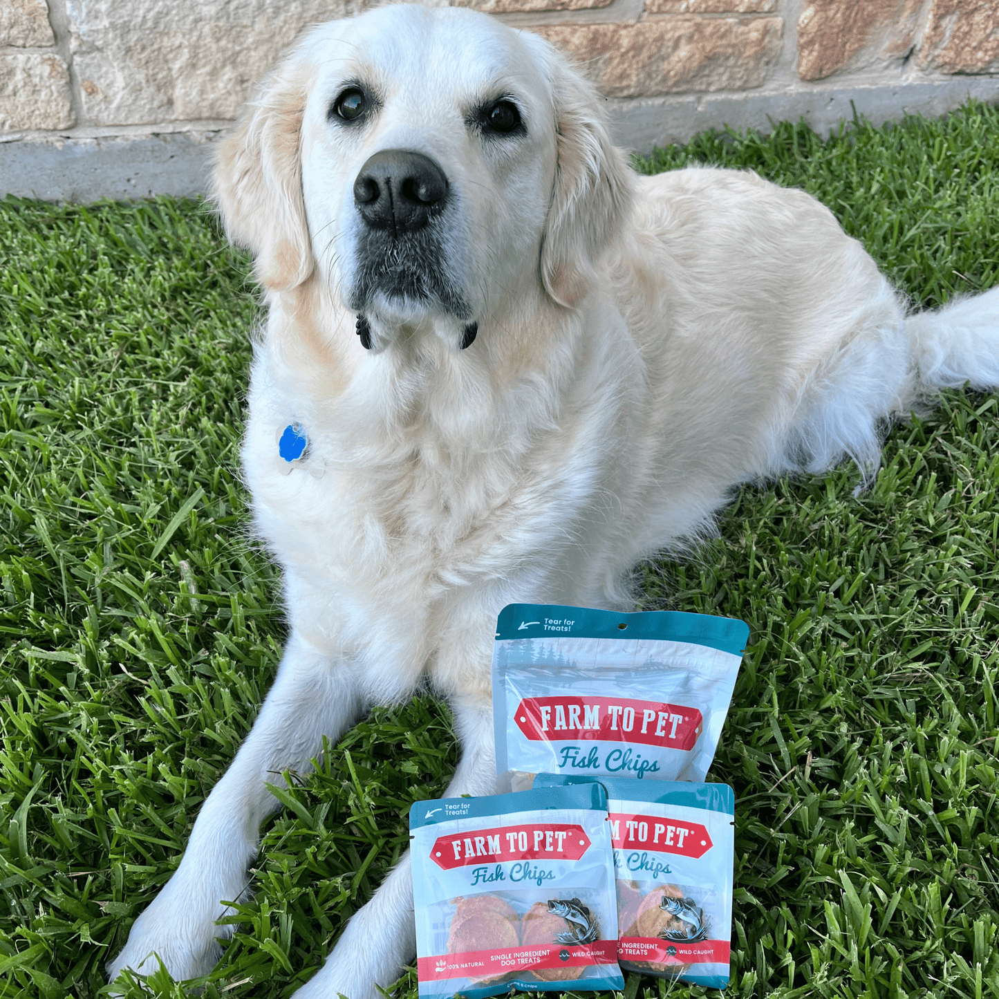 Fish Chips Snack Packs – Fish Dog Treats for Training and Travel Fish Chips Snack Pack White dog
