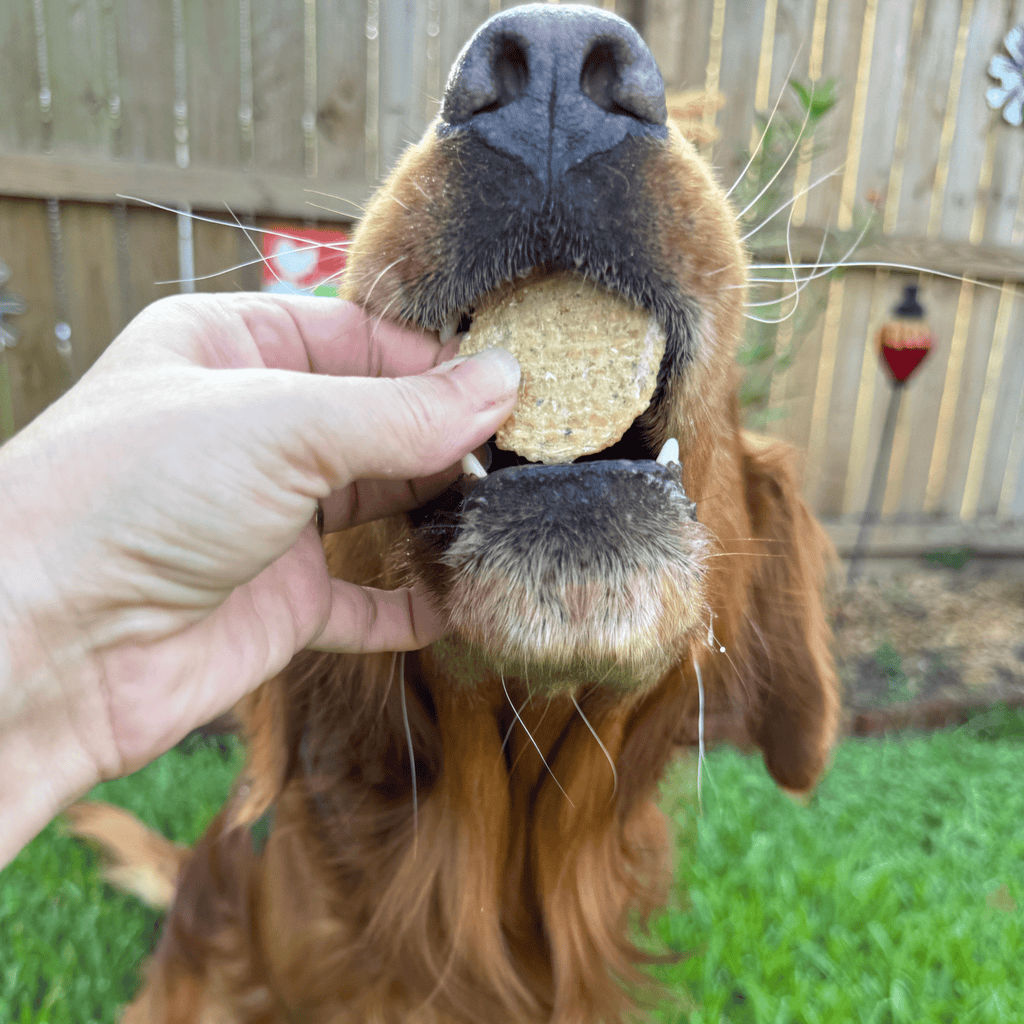 Dog being fed a treat by a hand outdoors
