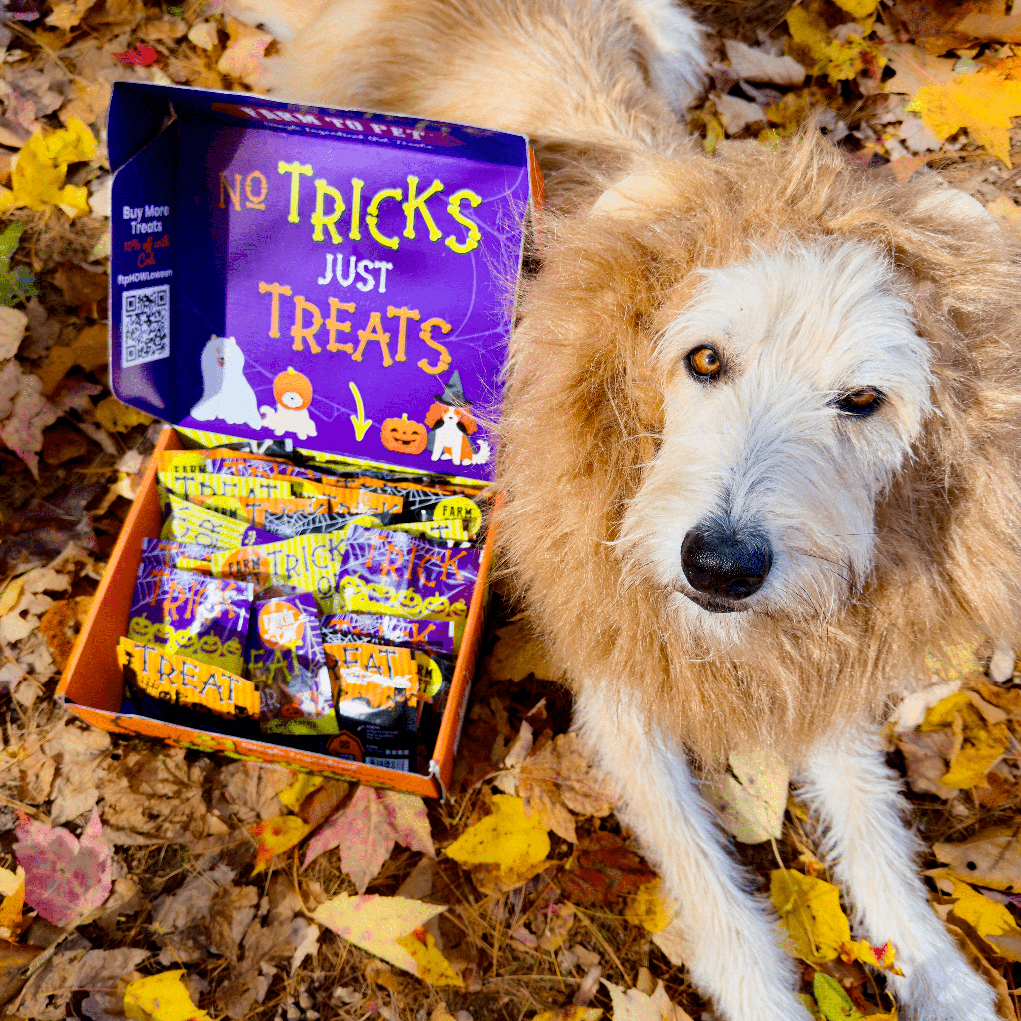 Farm To Pet Halloween Dog Treat Box – 31 Snack Packs - Whisker House
