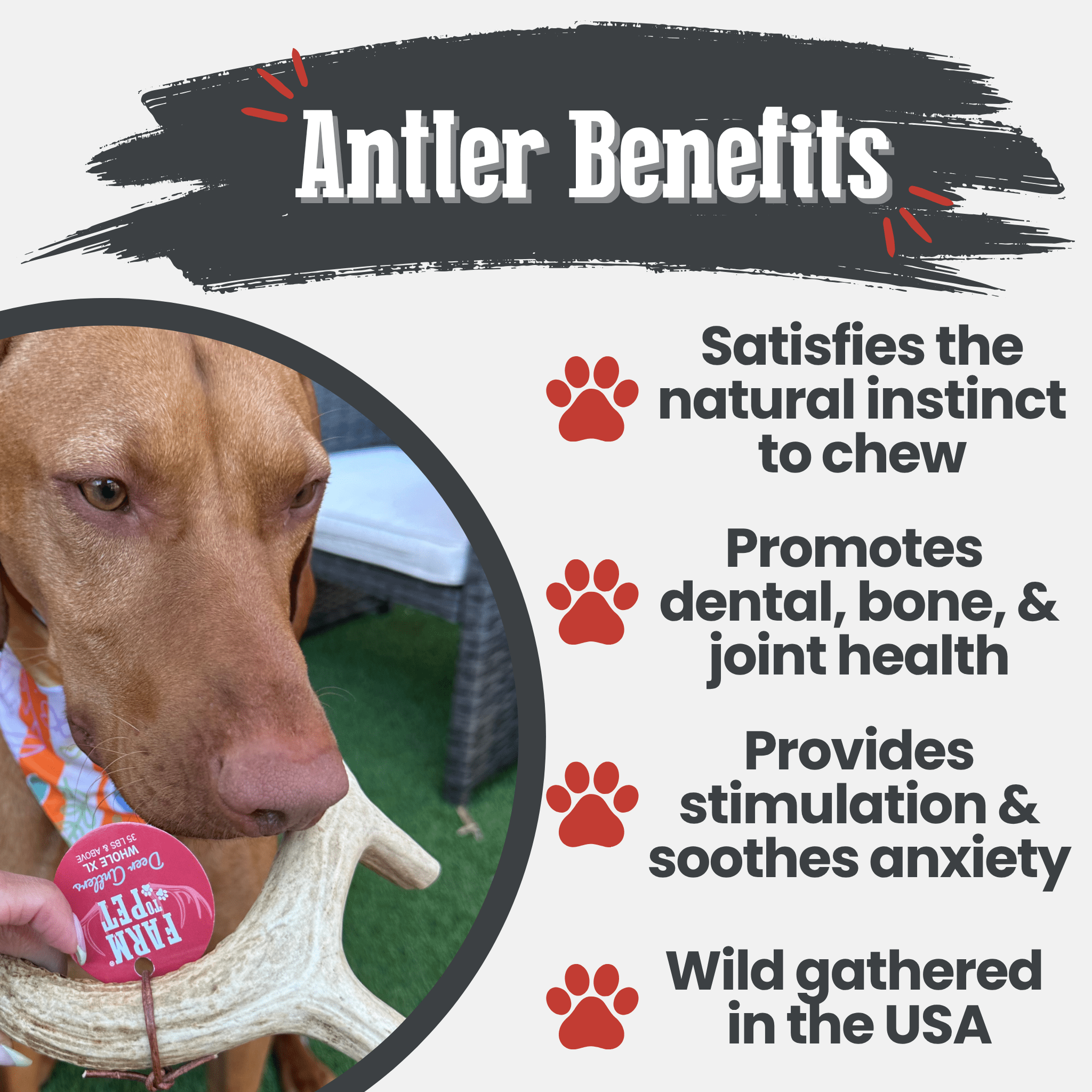 Dog chewing on an antler with text about antler benefits on a white background