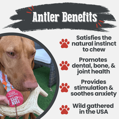 Dog chewing on an antler with text about antler benefits on a white background