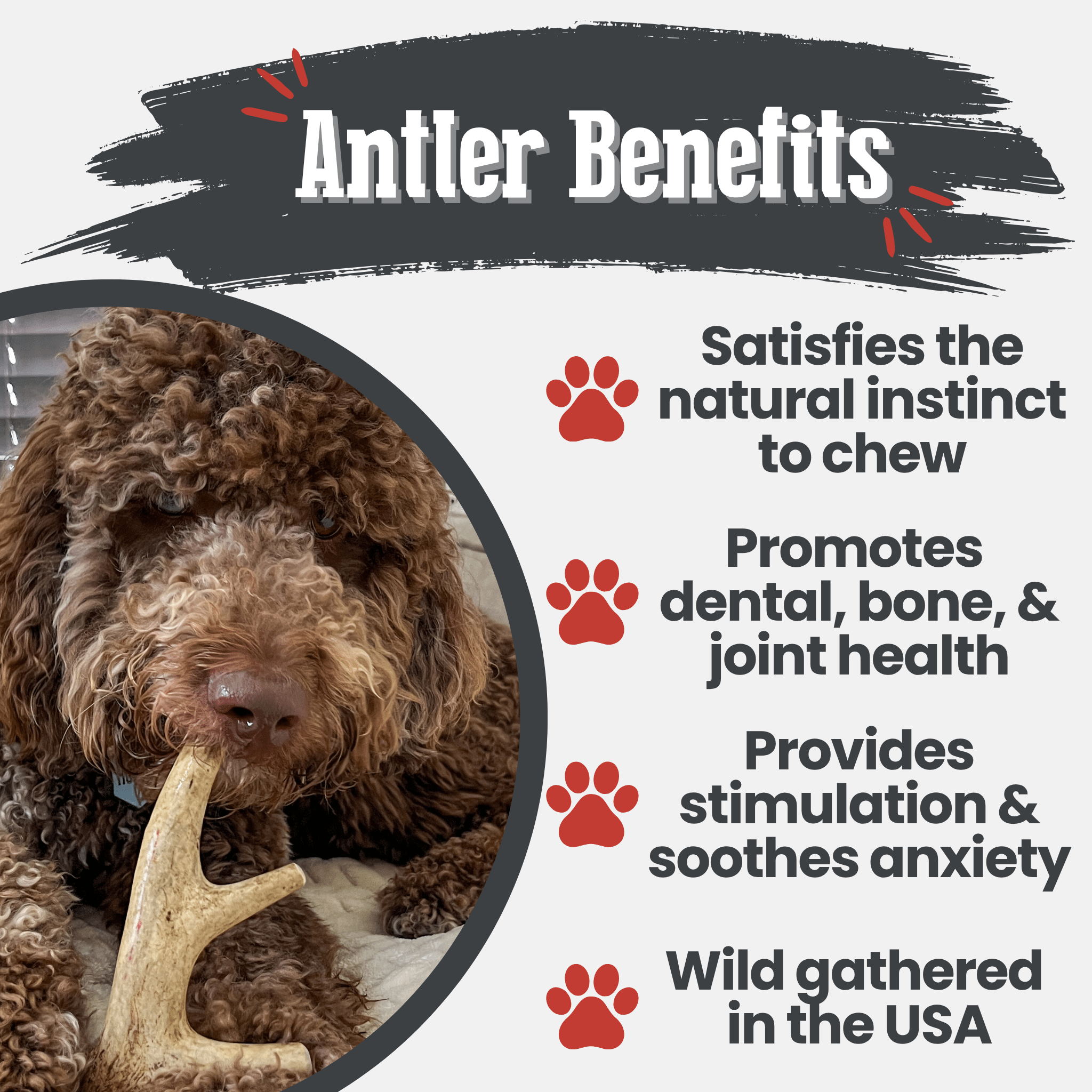 Dog chewing on an antler with text highlighting benefits on a white background