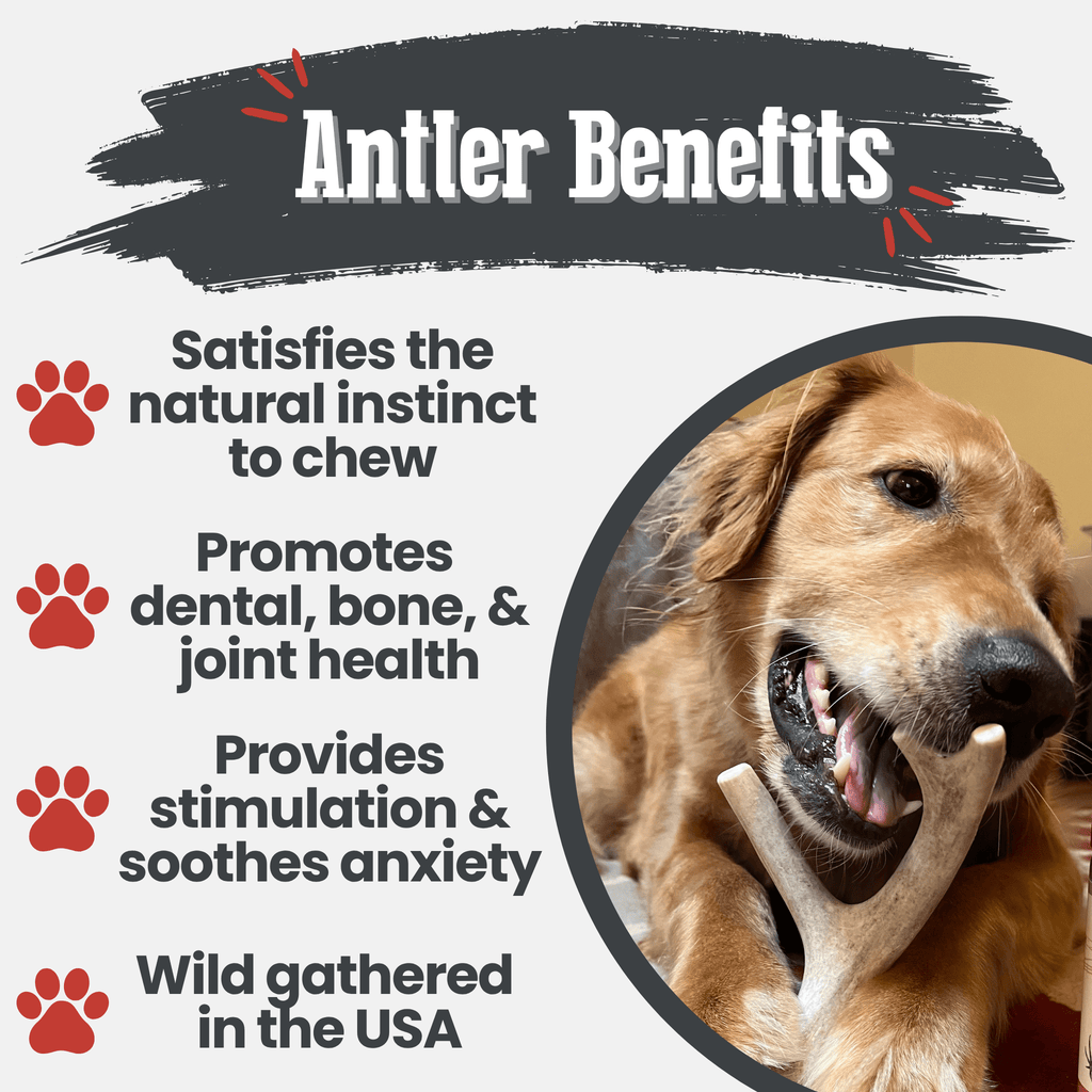 Dog chewing on an antler with text about antler benefits on a white background