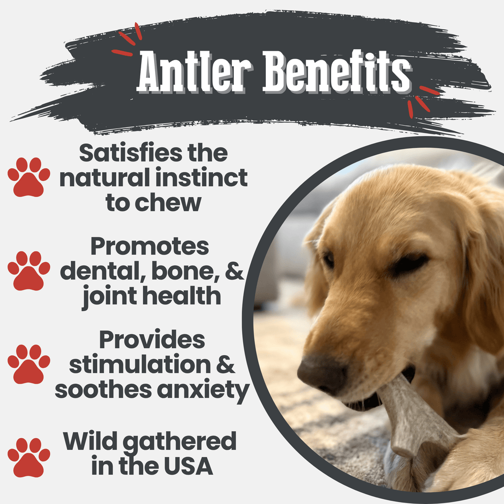 Dog chewing on an antler with text about antler benefits on a white background