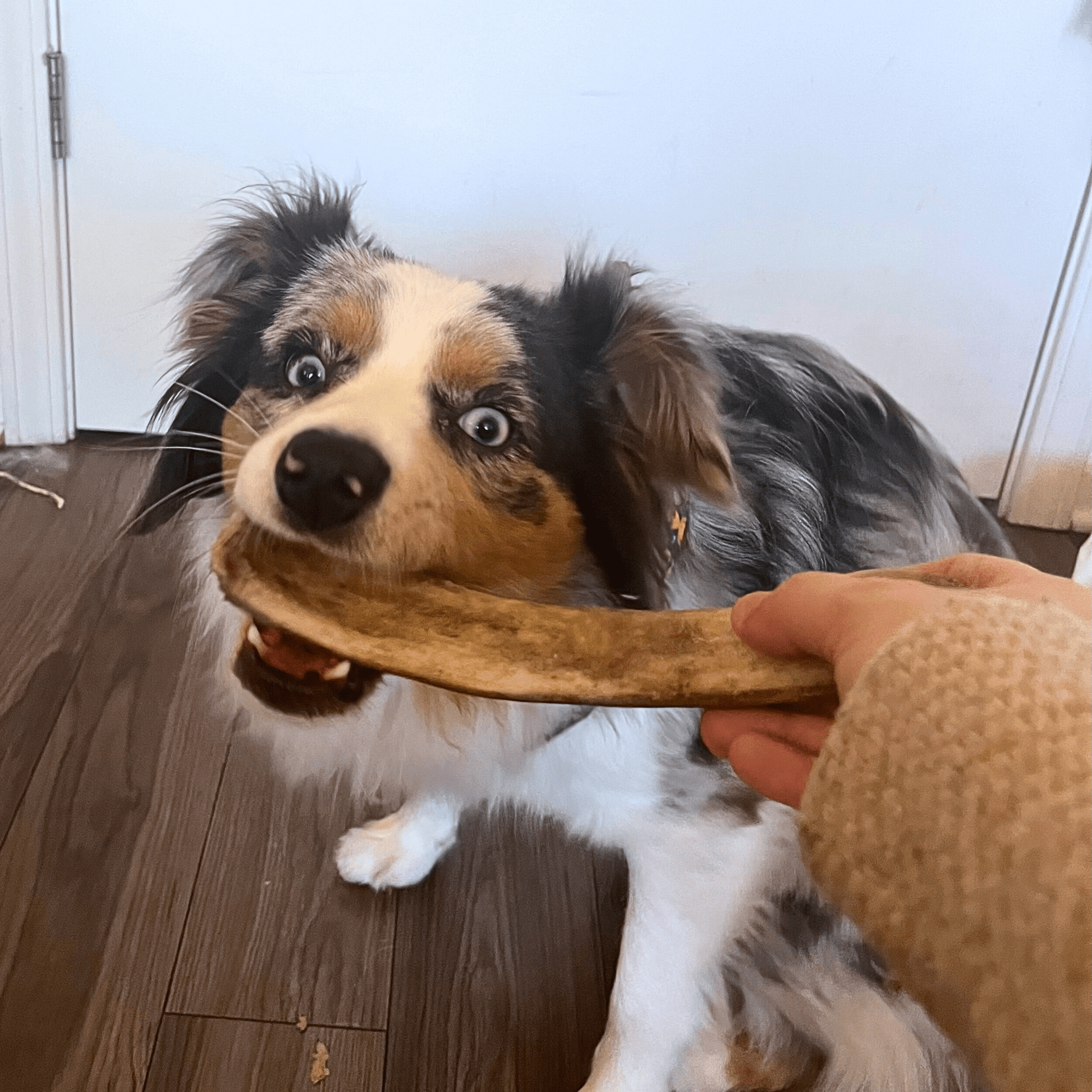 Dog holding a bone-shaped chew toy in its mouth, with a person's hand visible.