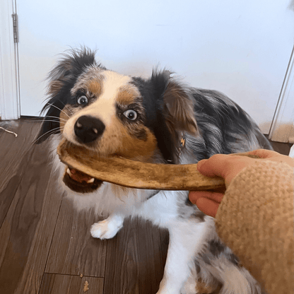 Dog holding a bone-shaped chew toy in its mouth, with a person's hand visible.