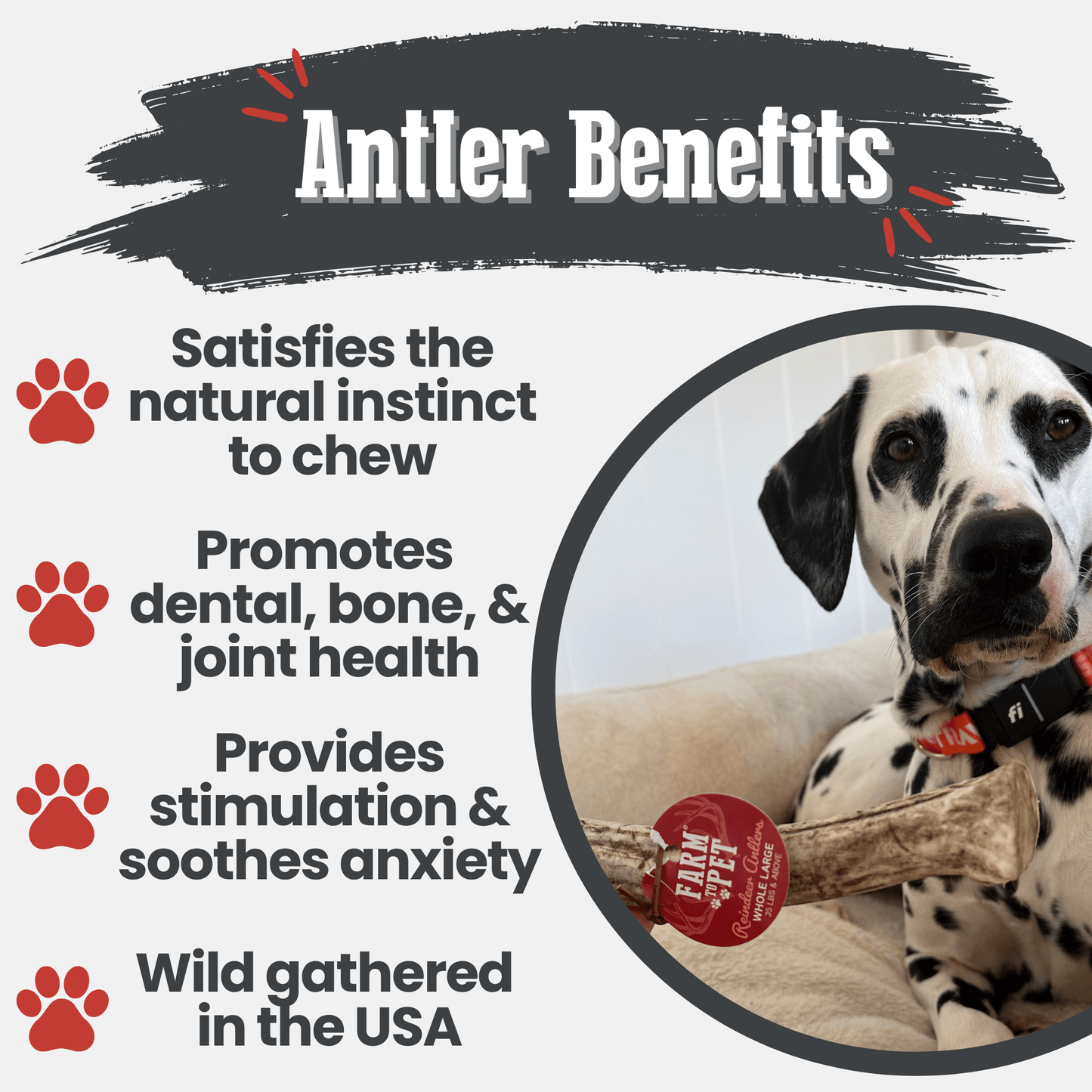 Dog chew product with benefits listed and a Dalmatian wearing a collar with a brand tag.