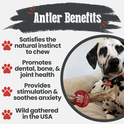 Dog chew product with benefits listed and a Dalmatian wearing a collar with a brand tag.