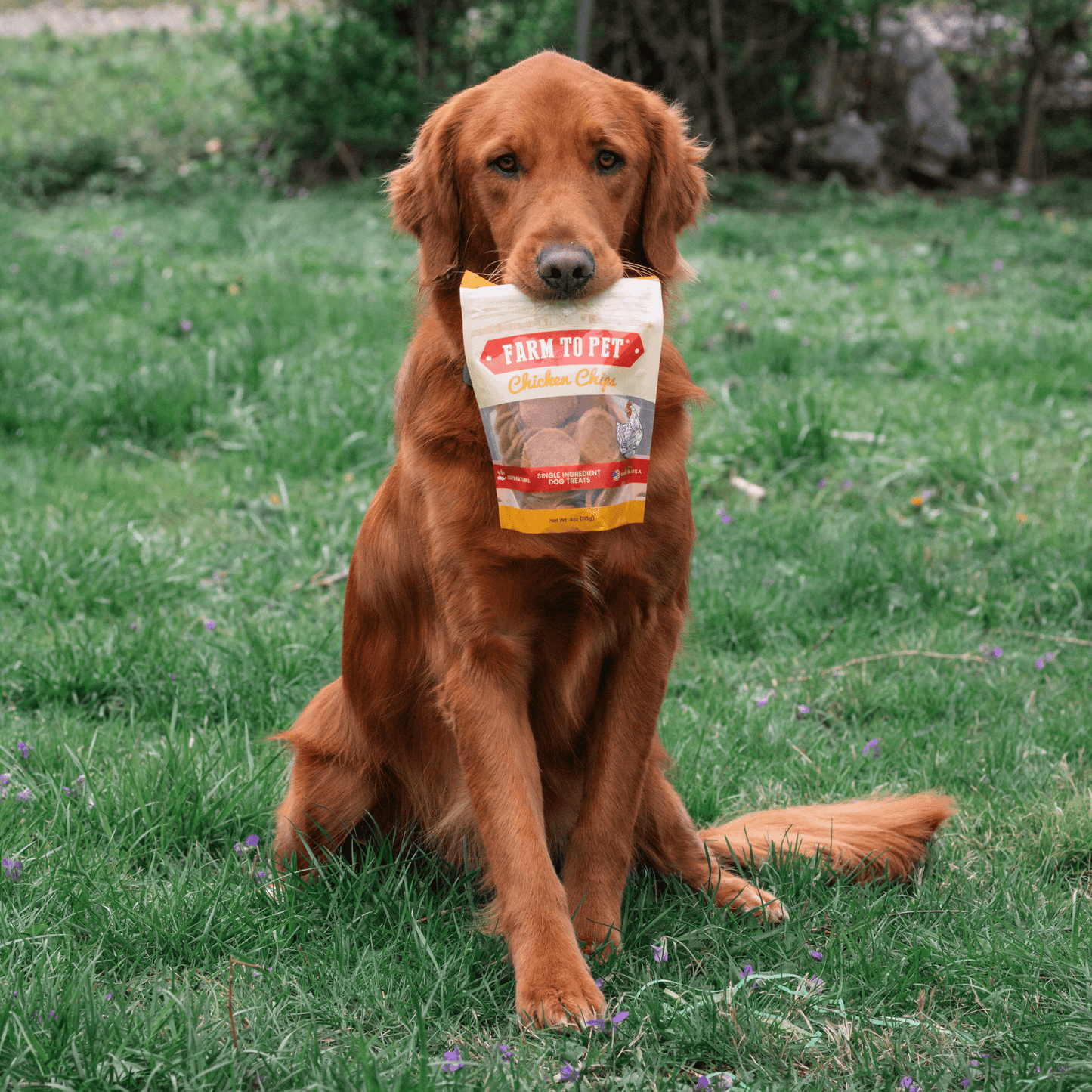 Farm To Pet Chicken Chips – Hormone Free Chicken Dog Treats 4oz Chicken Chips dog holding bag