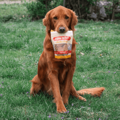 Farm To Pet Chicken Chips – Hormone Free Chicken Dog Treats 4oz Chicken Chips dog holding bag