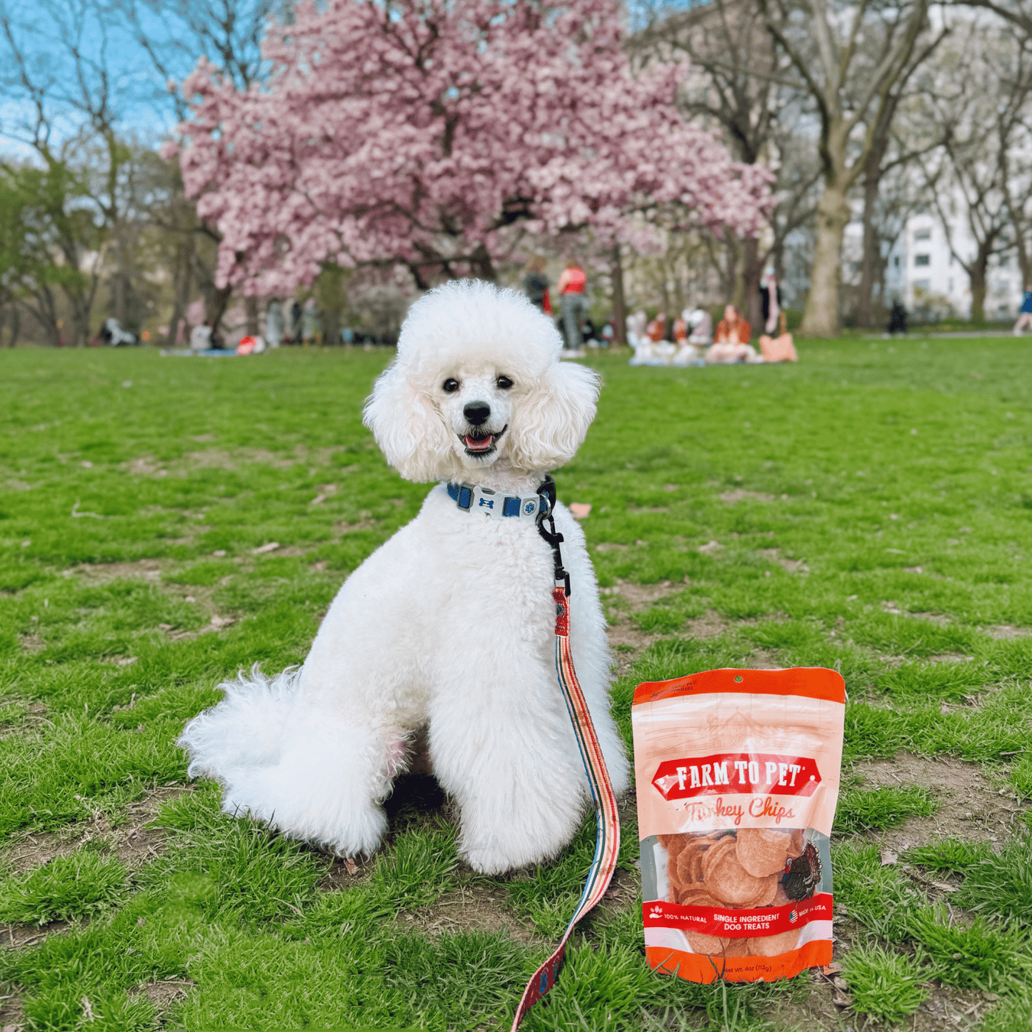 White dog sitting on grass with a 'Farm to Pet' bag in a park with cherry blossoms.