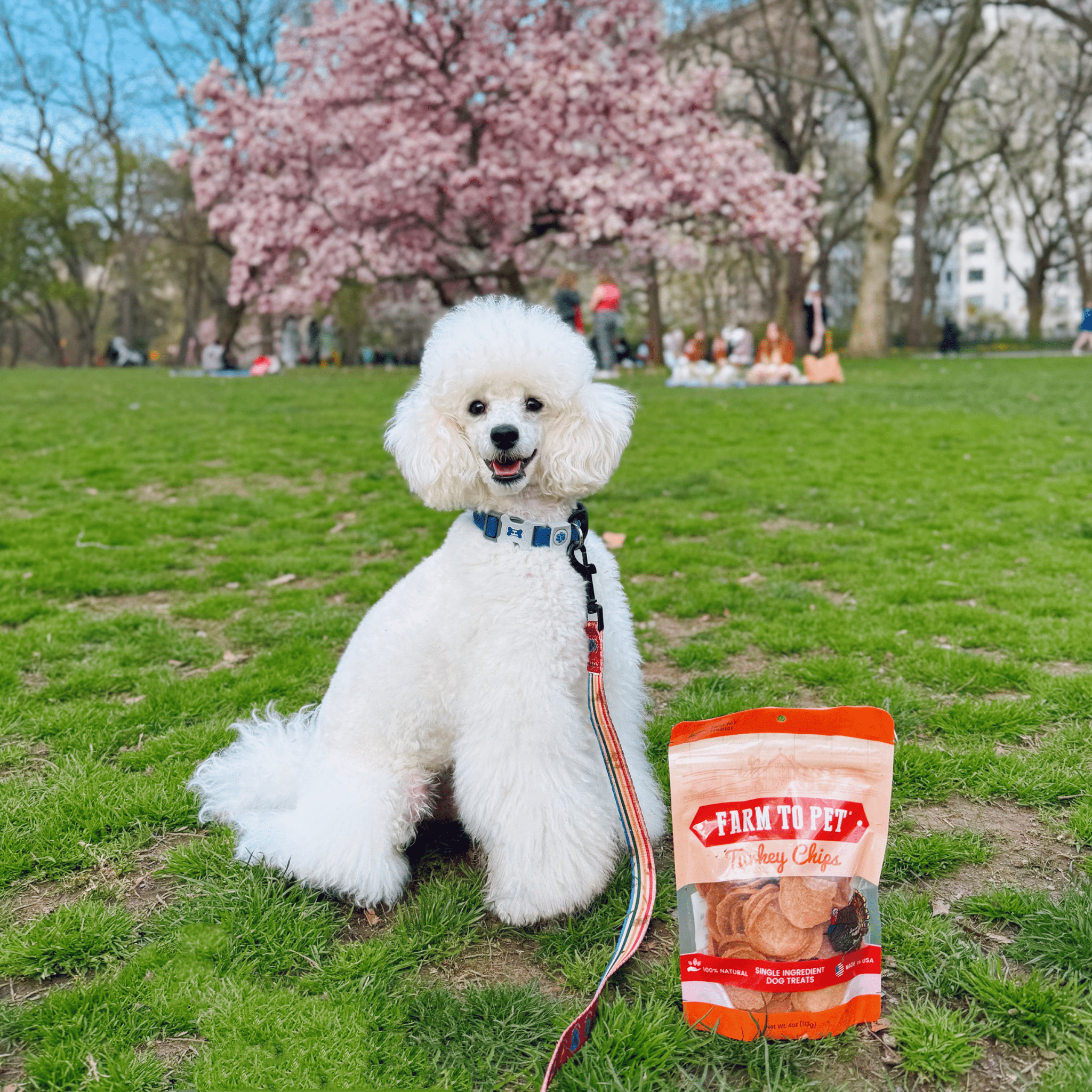 White dog sitting on grass with a 'Farm to Pet' bag in a park with cherry blossoms.