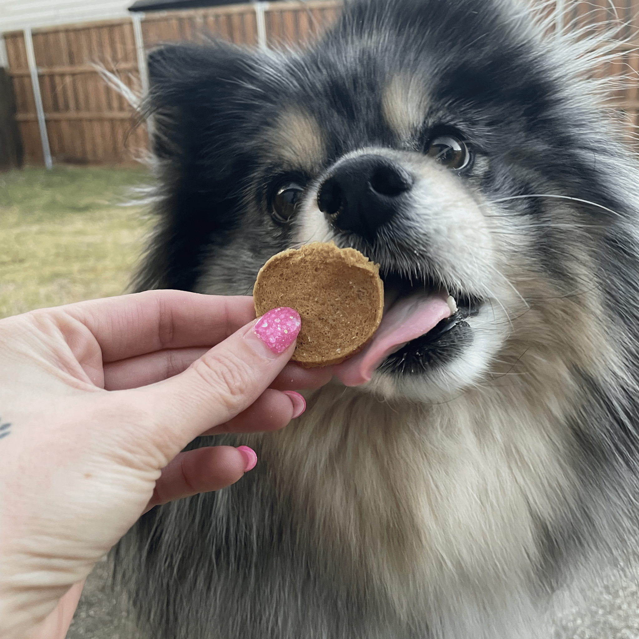Farm To Pet Fish Chips for Dogs – Wild-Caught Walleye Treats - Whisker House