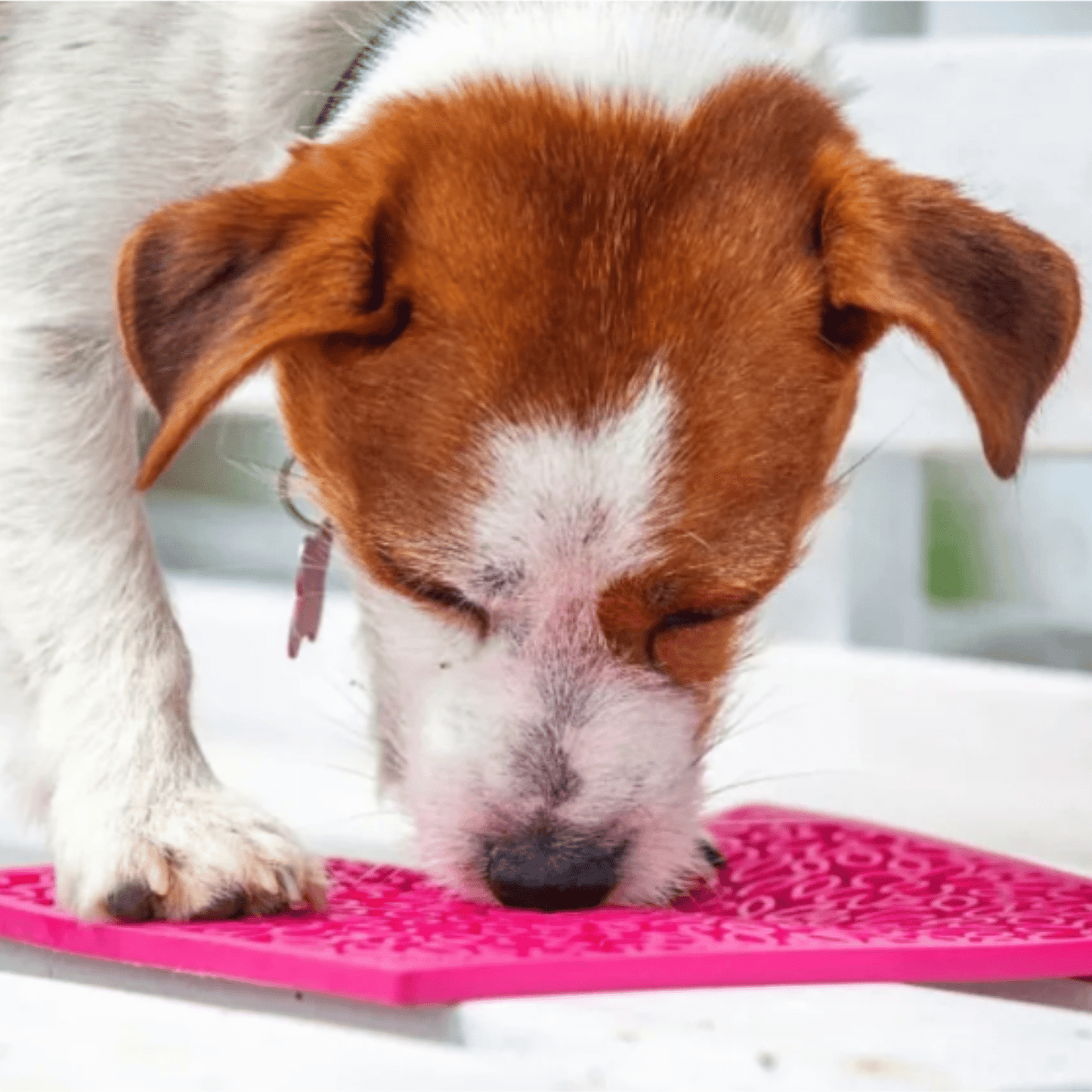 SodaPup® Lick Mats for Cats & Small Dogs | Pet Enrichment Toy - Whisker House
