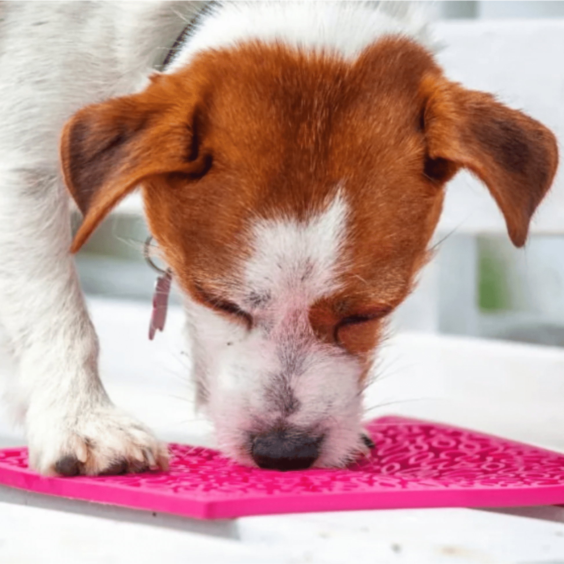 SodaPup® Lick Mats for Cats & Small Dogs | Pet Enrichment Toy - Whisker House