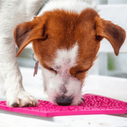 SodaPup® Lick Mats for Cats & Small Dogs | Pet Enrichment Toy - Whisker House