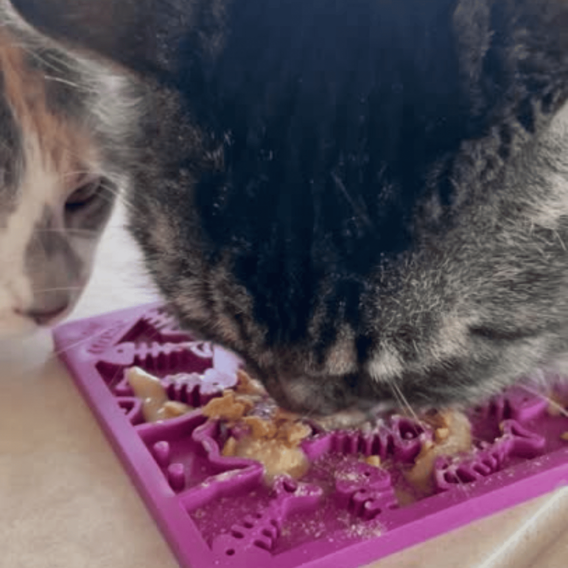 SodaPup® Lick Mats for Cats & Small Dogs | Pet Enrichment Toy - Whisker House
