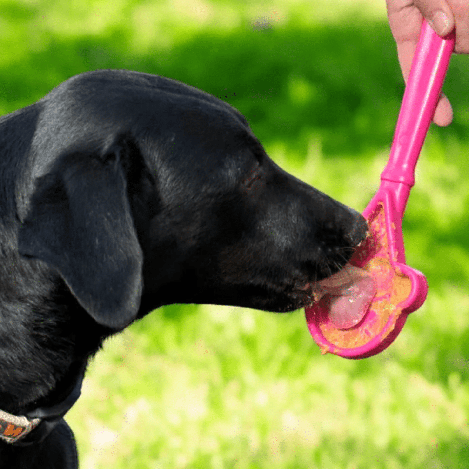 SodaPup Lick Sticks – Lick Stick Interactive Dog Training Tool Pink Ice Cream Dog Licking