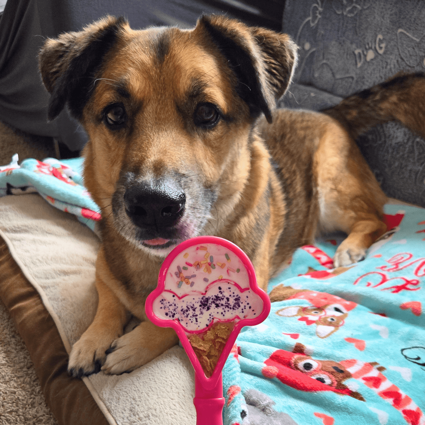 SodaPup Lick Sticks – Lick Stick Interactive Dog Training Tool Pink Ice Cream Dog interested
