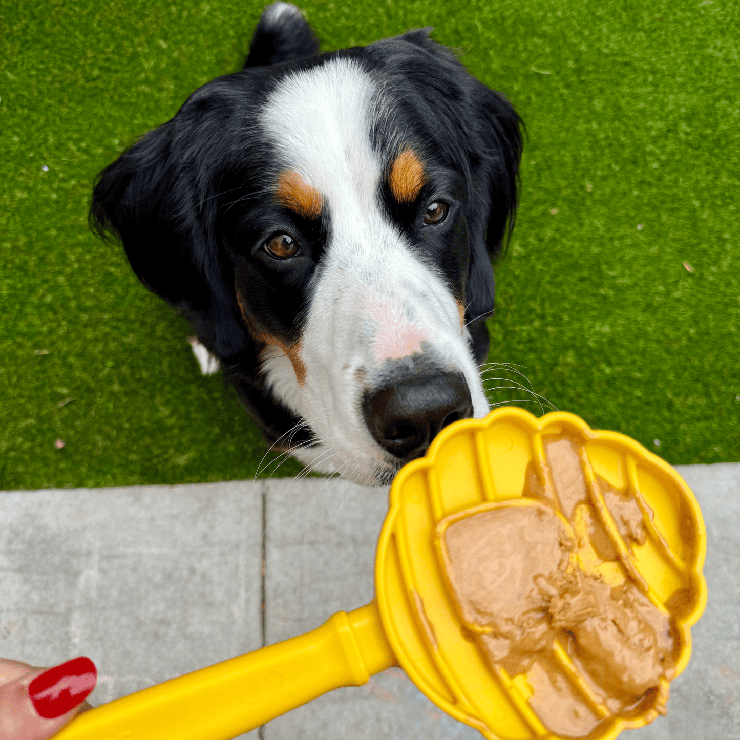 SodaPup Lick Sticks – Lick Stick Interactive Dog Training Tool Yellow Beehive Dog Licking