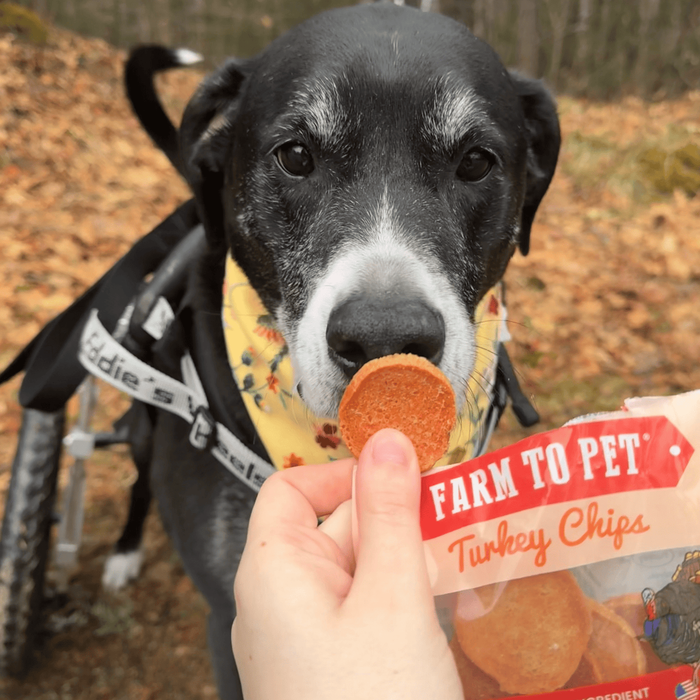 Turkey Chips Snack Packs – Low Allergen Treats for Training Heart Healthy Treats Snack Pack Turkey Chips black dog