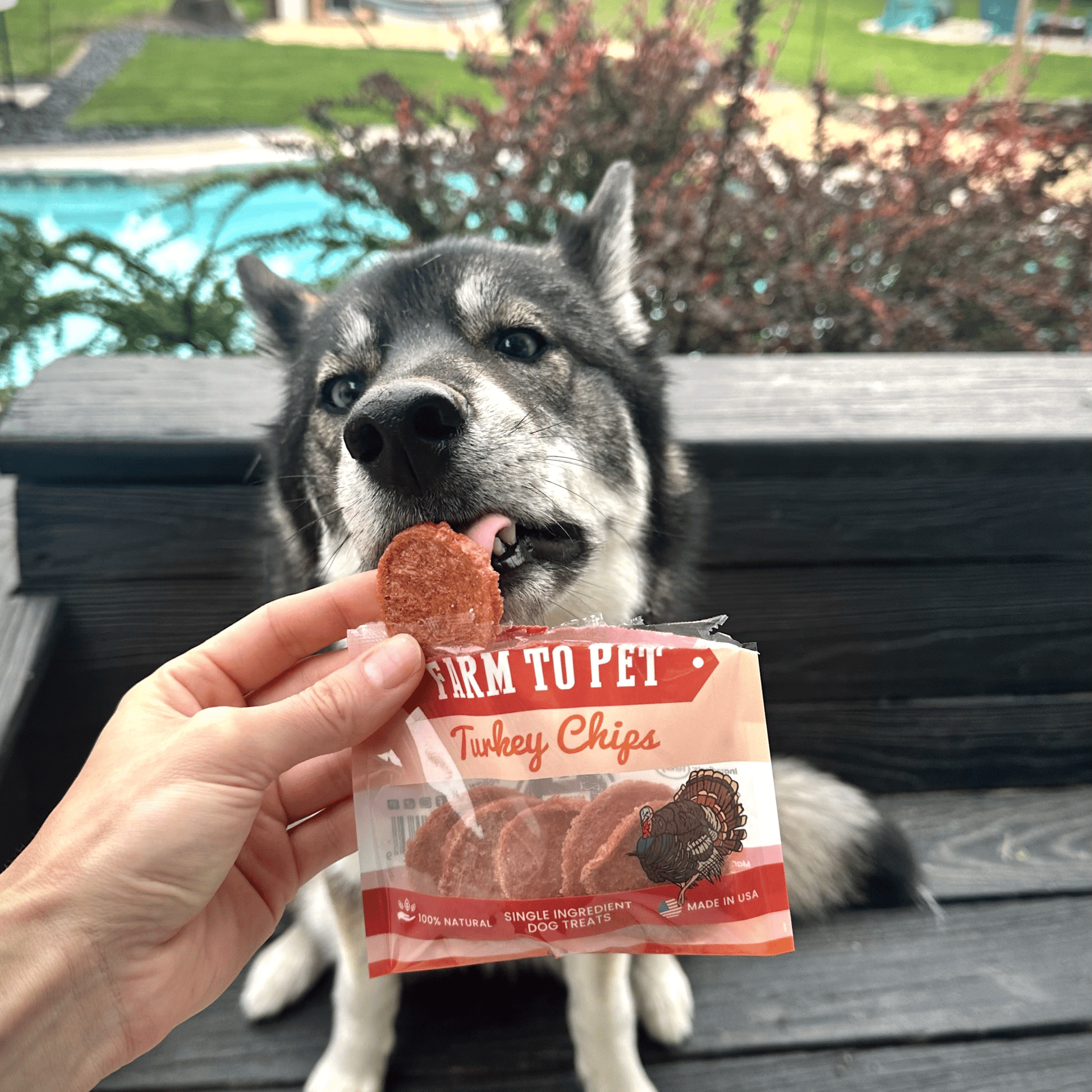 Turkey Chips Snack Packs – Low Allergen Treats for Training Turkey Chips Treats Snack Dog