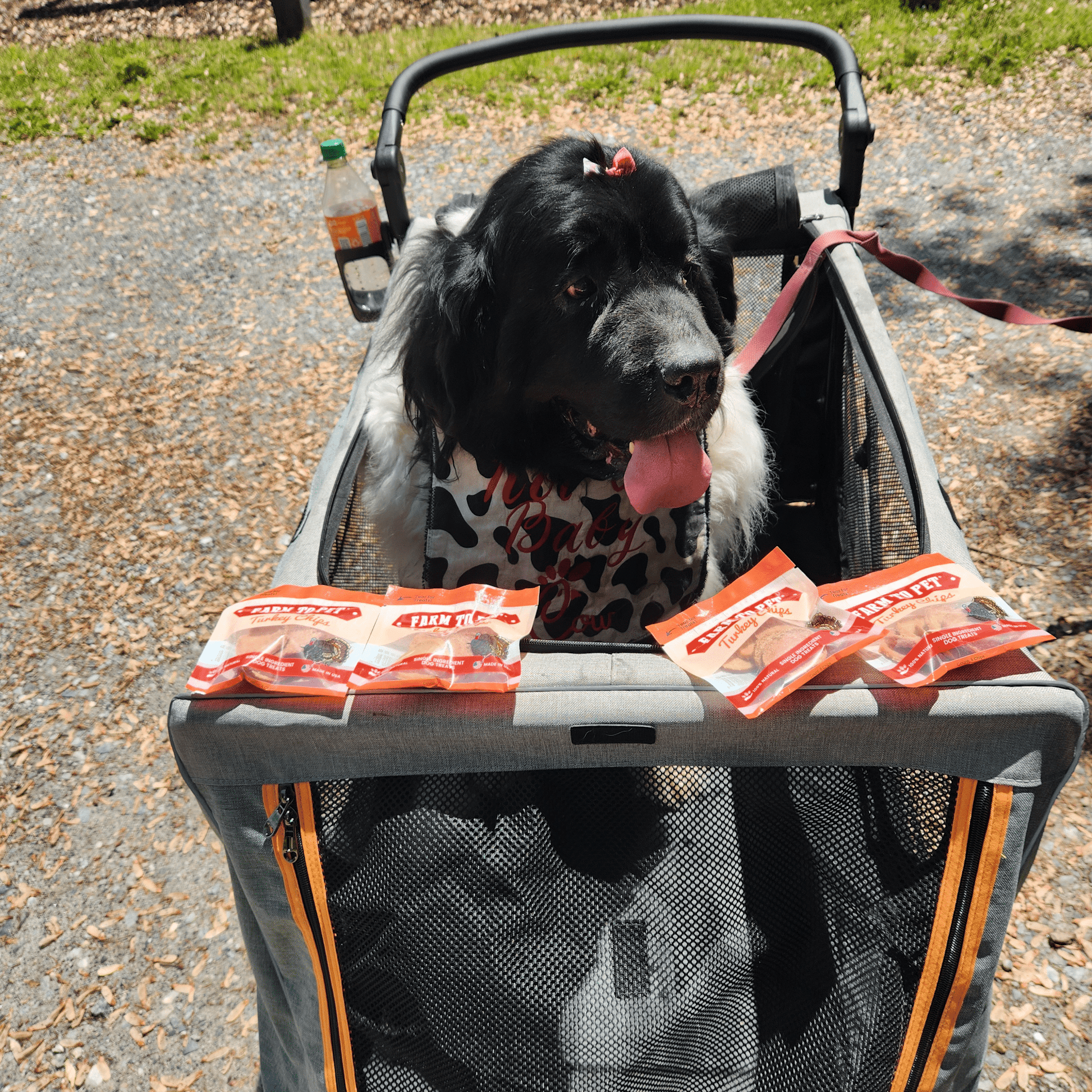 Dog sitting in a stroller with treats on a leash, outdoors.