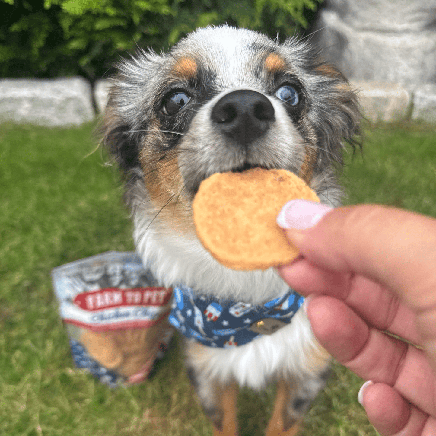 Americana Chicken Chips – Natural Chicken Dog Snacks 4oz Americana Chicken Chips dog chip