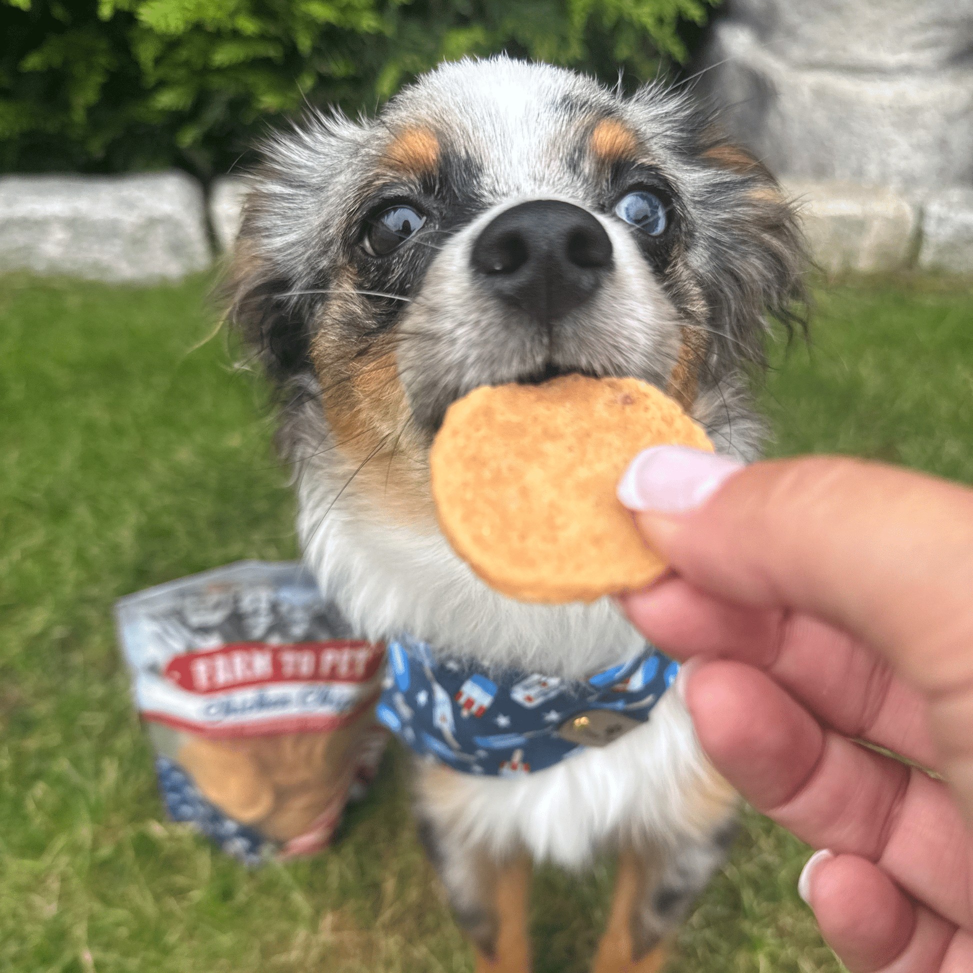 Americana Chicken Chips – Natural Chicken Dog Snacks 4oz Americana Chicken Chips dog chip