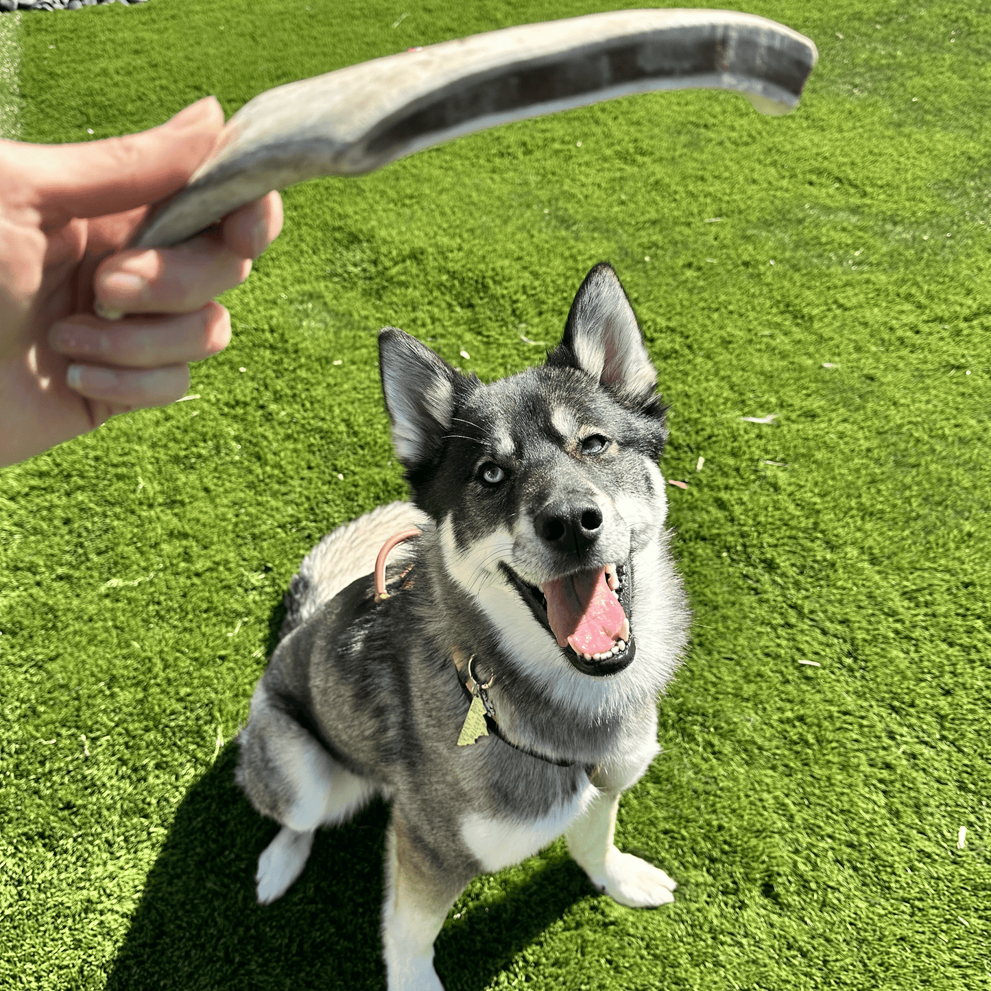 Dog sitting on grass with a large bone held above its head
