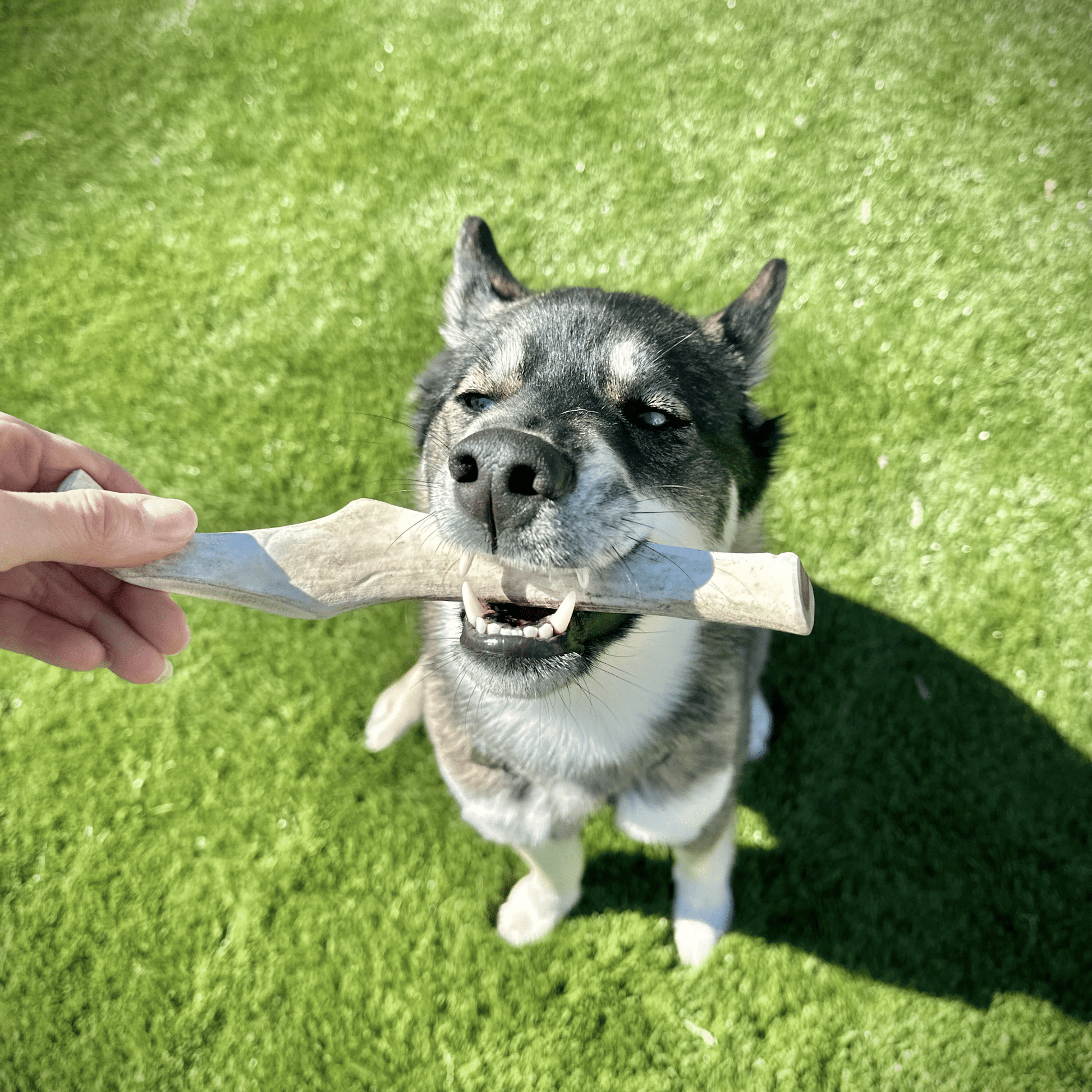 Dog holding a bone-shaped chew toy in its mouth on a grassy field