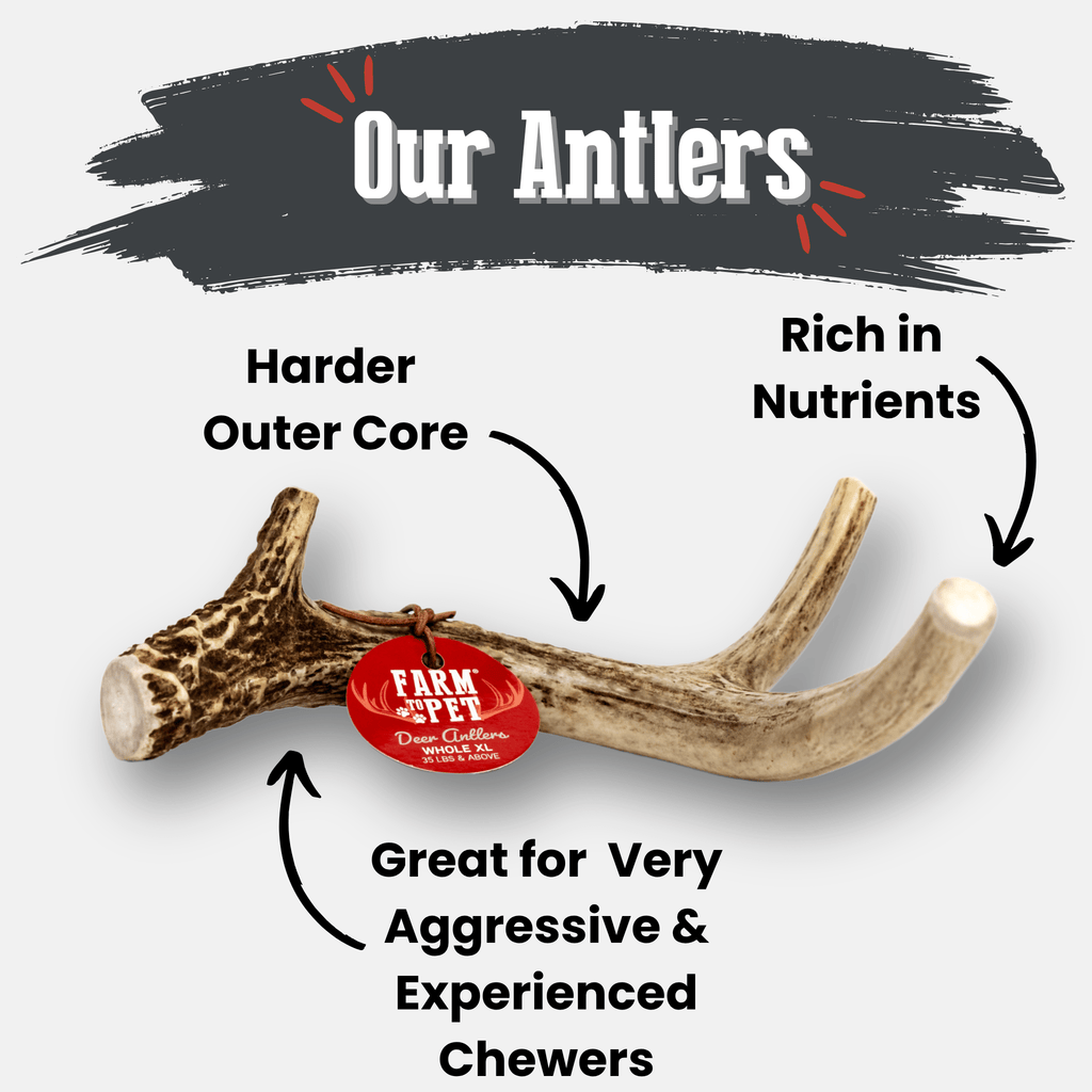Antlers with text highlighting features on a white background