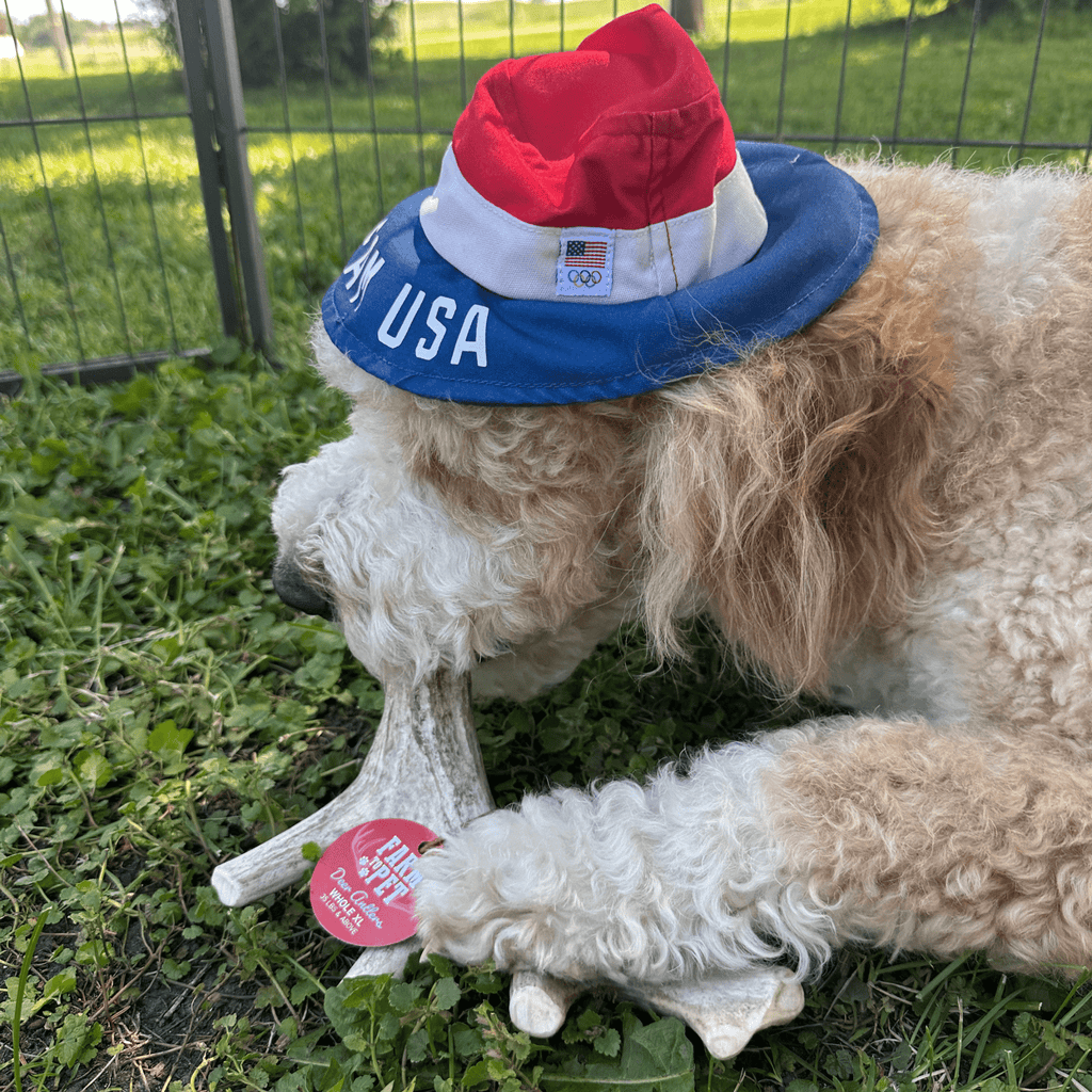 Dog wearing a patriotic hat on grass