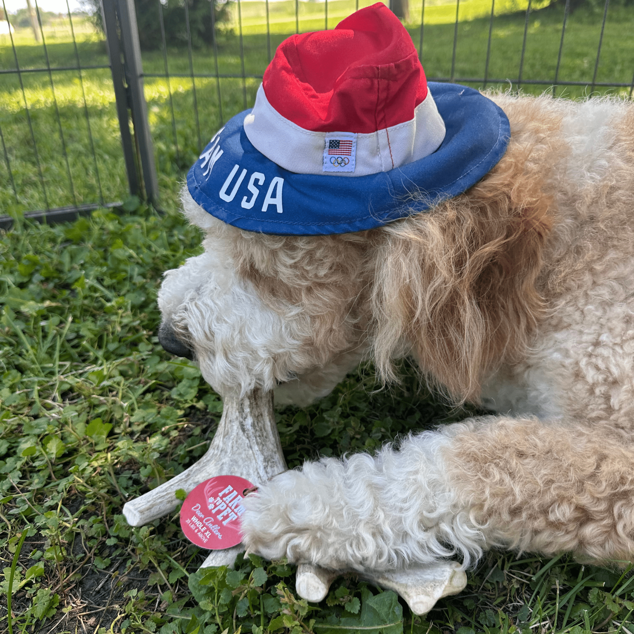 Dog wearing a patriotic hat on grass