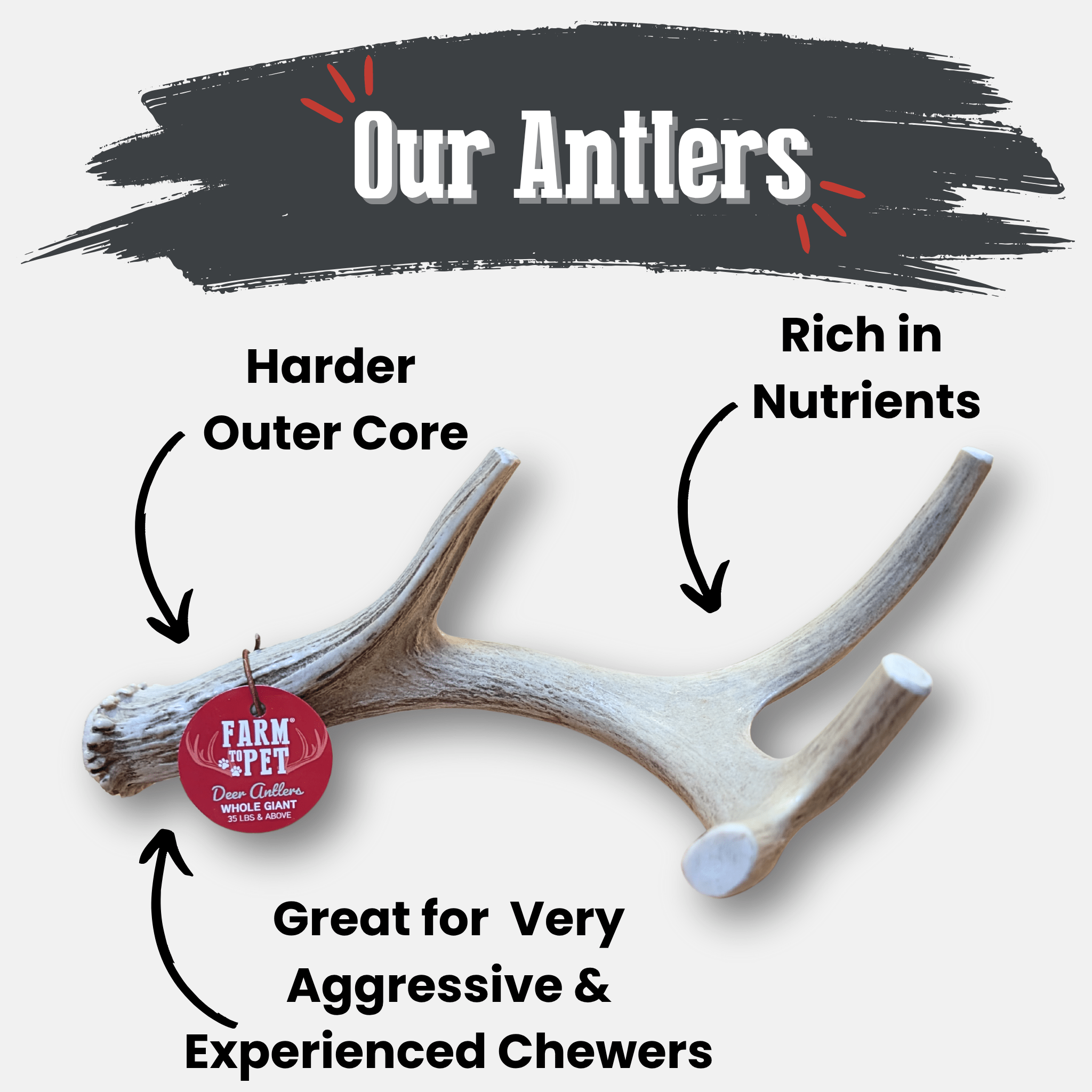 Antlers with text highlighting features on a white background