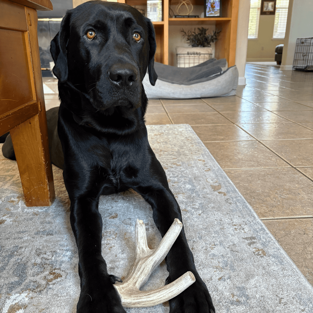 Black dog sitting on a rug with a bone toy in a home setting