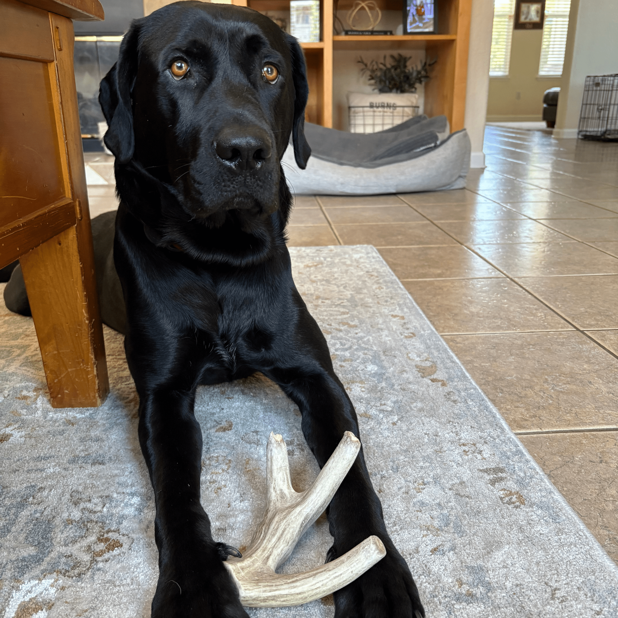 Black dog sitting on a rug with a bone toy in a home setting