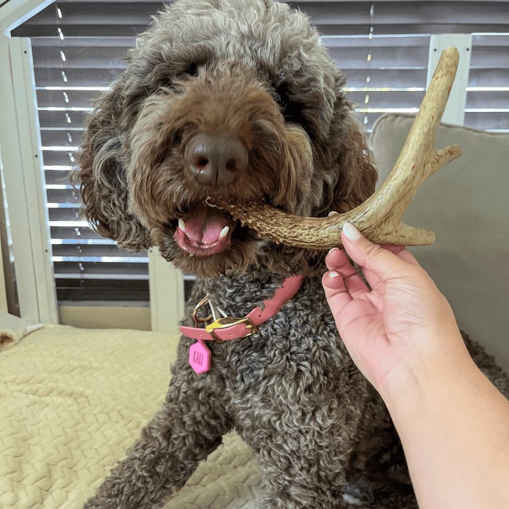 Dog chewing on a branch held by a person indoors