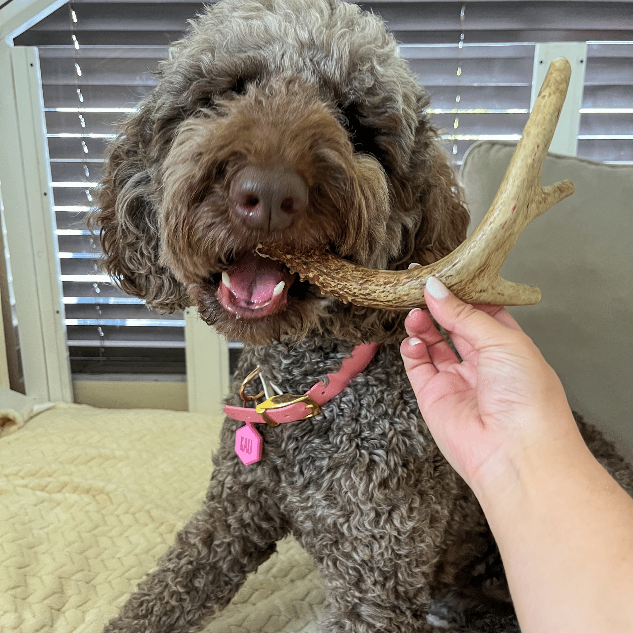 Dog chewing on a branch held by a person indoors
