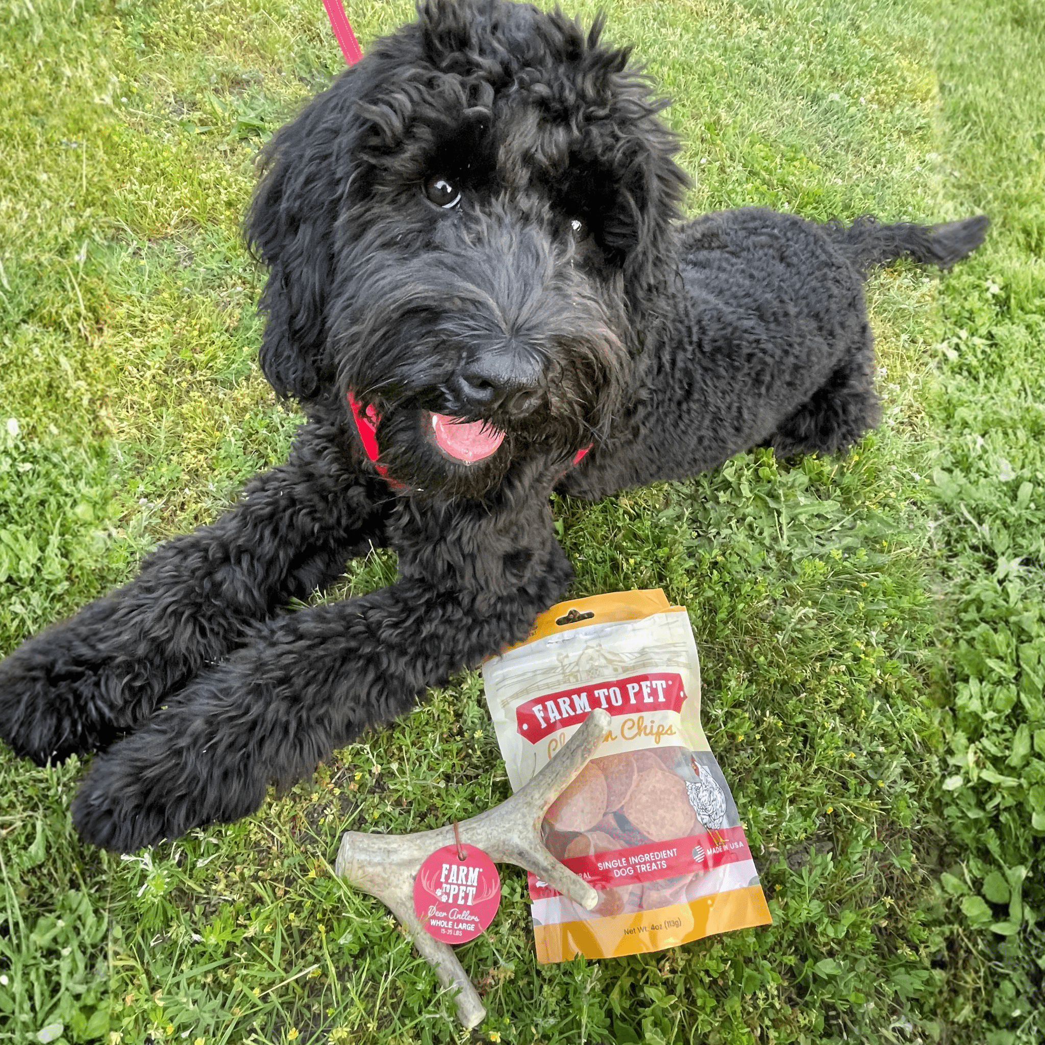 Two black dogs lying on grass with a bag of Farm to Pet dog treats.