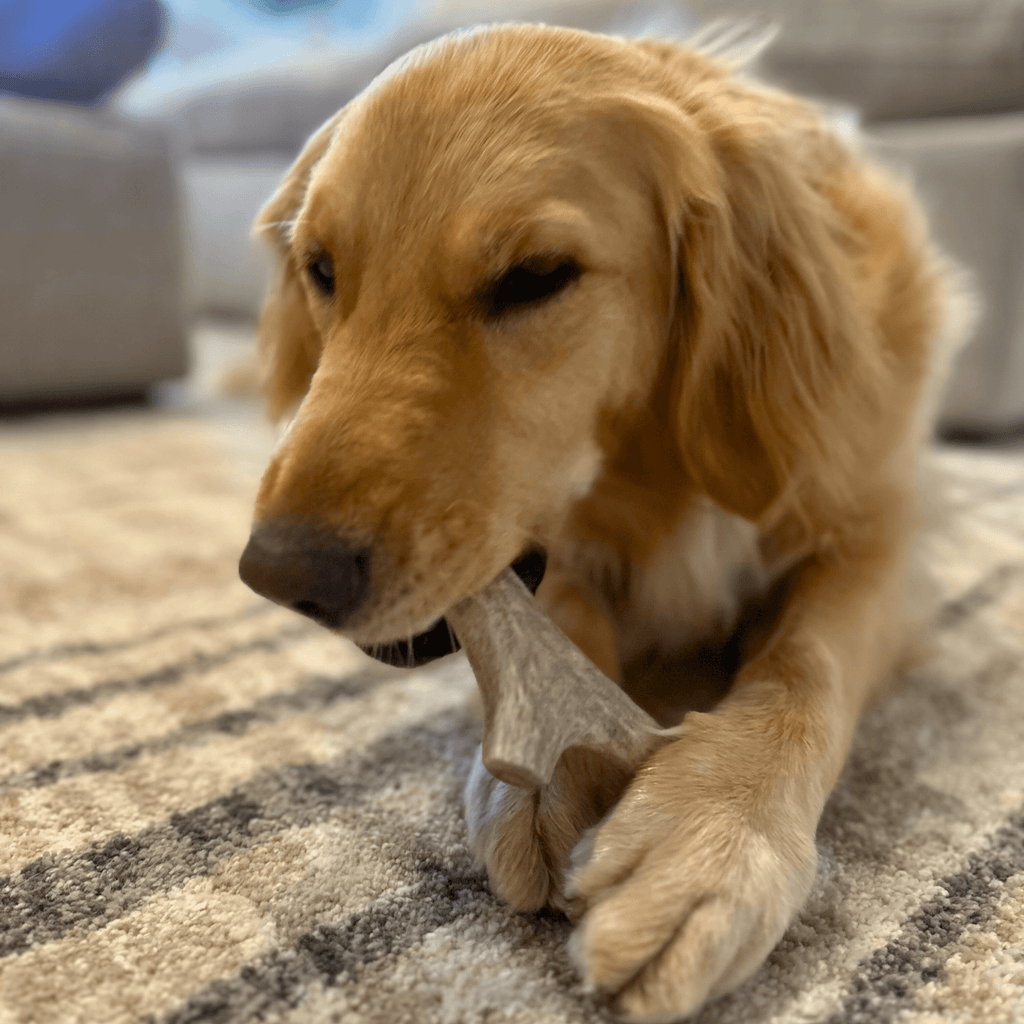 Dog chewing on a bone-shaped toy on a carpeted floor.