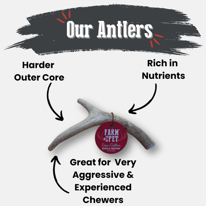 Antlers with text highlighting features on a white background