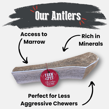 Deer antler with text highlighting its features on a white background
