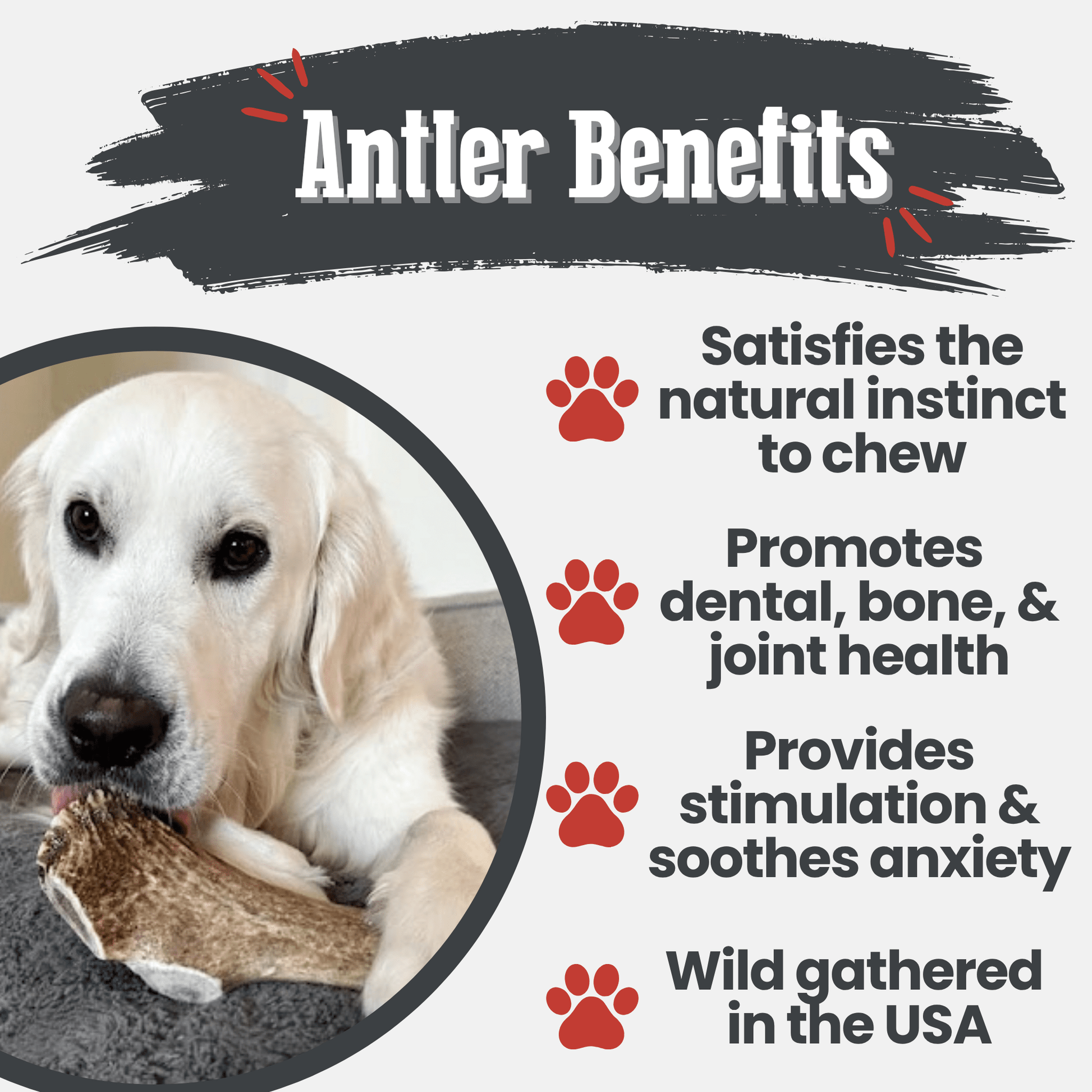 Dog chewing on an antler with text about antler benefits for dogs.