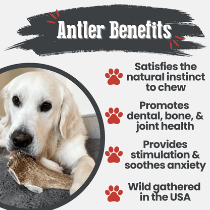 Dog chewing on an antler with text about antler benefits for dogs.
